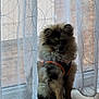 Tsuko a rejoint le concours — aidez-le/la à gagner de superbes lots ! dog, fluffy, pet, window, curtain, indoor, quiet, harness, sitting, floor, tile, shy, natural_light, home, domestic, furry, small_dog, calm, portrait, shadow