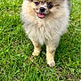 Tsuko a rejoint le concours — aidez-le/la à gagner de superbes lots ! dog, puppy, pomeranian, fluffy, grass, outdoor, cute, tongue_out, small_dog, pet, animal, happy, fur, nature, playful, adorable, canine, mammal, young, friendly
