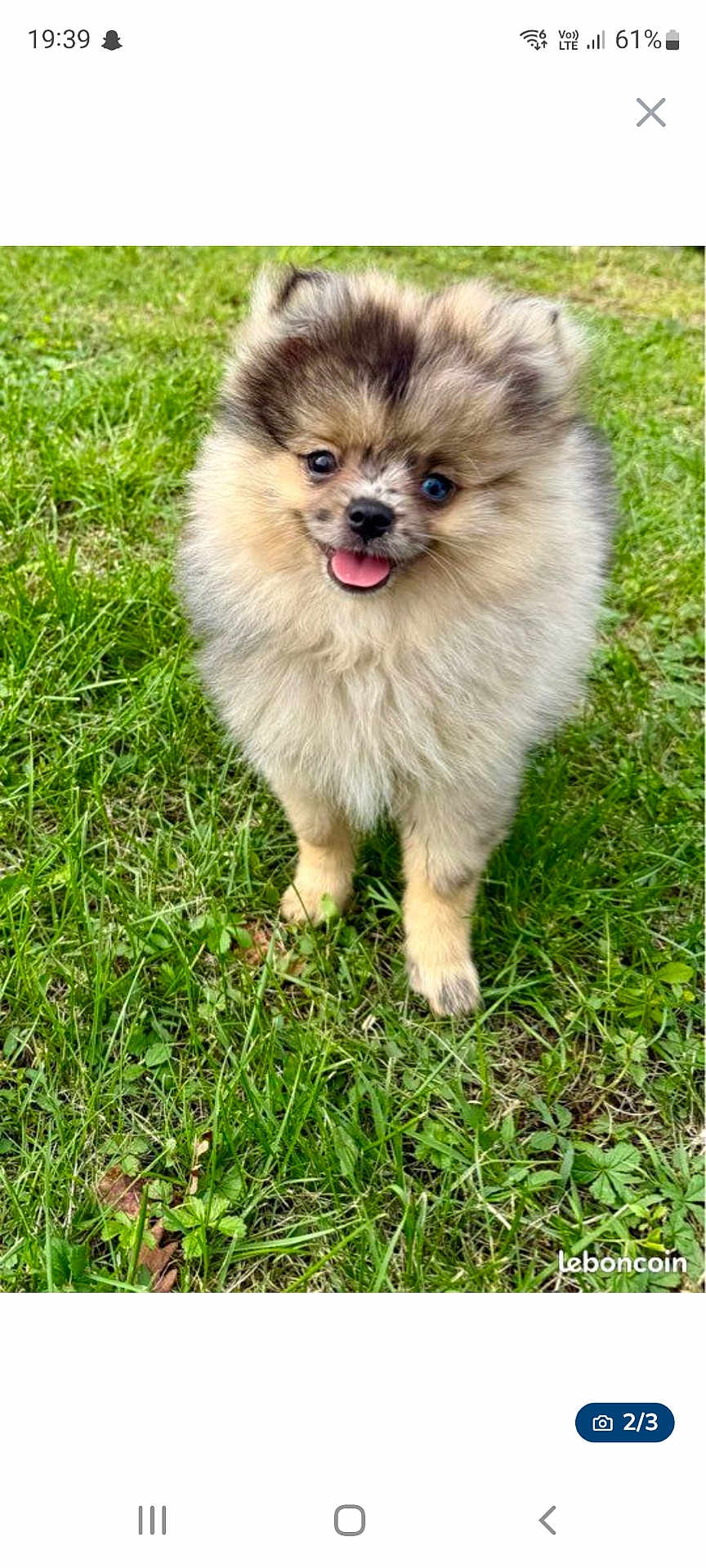 Tsuko a rejoint le concours — aidez-le/la à gagner de superbes lots ! dog, puppy, pomeranian, fluffy, grass, outdoor, cute, tongue_out, small_dog, pet, animal, happy, fur, nature, playful, adorable, canine, mammal, young, friendly