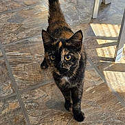 Coco is registered to the contest to win money with this photo: cat, tortoiseshell, pet, animal, indoor, floor, tile, sunlight, shadow, curious, walking, feline, tail, whiskers, ears, eyes, domestic, mammal, home, cute