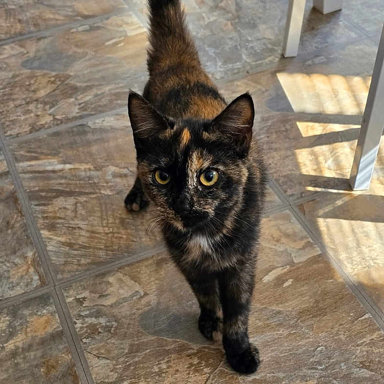 Coco is registered to the contest to win money with this photo: cat, tortoiseshell, pet, animal, indoor, floor, tile, sunlight, shadow, curious, walking, feline, tail, whiskers, ears, eyes, domestic, mammal, home, cute