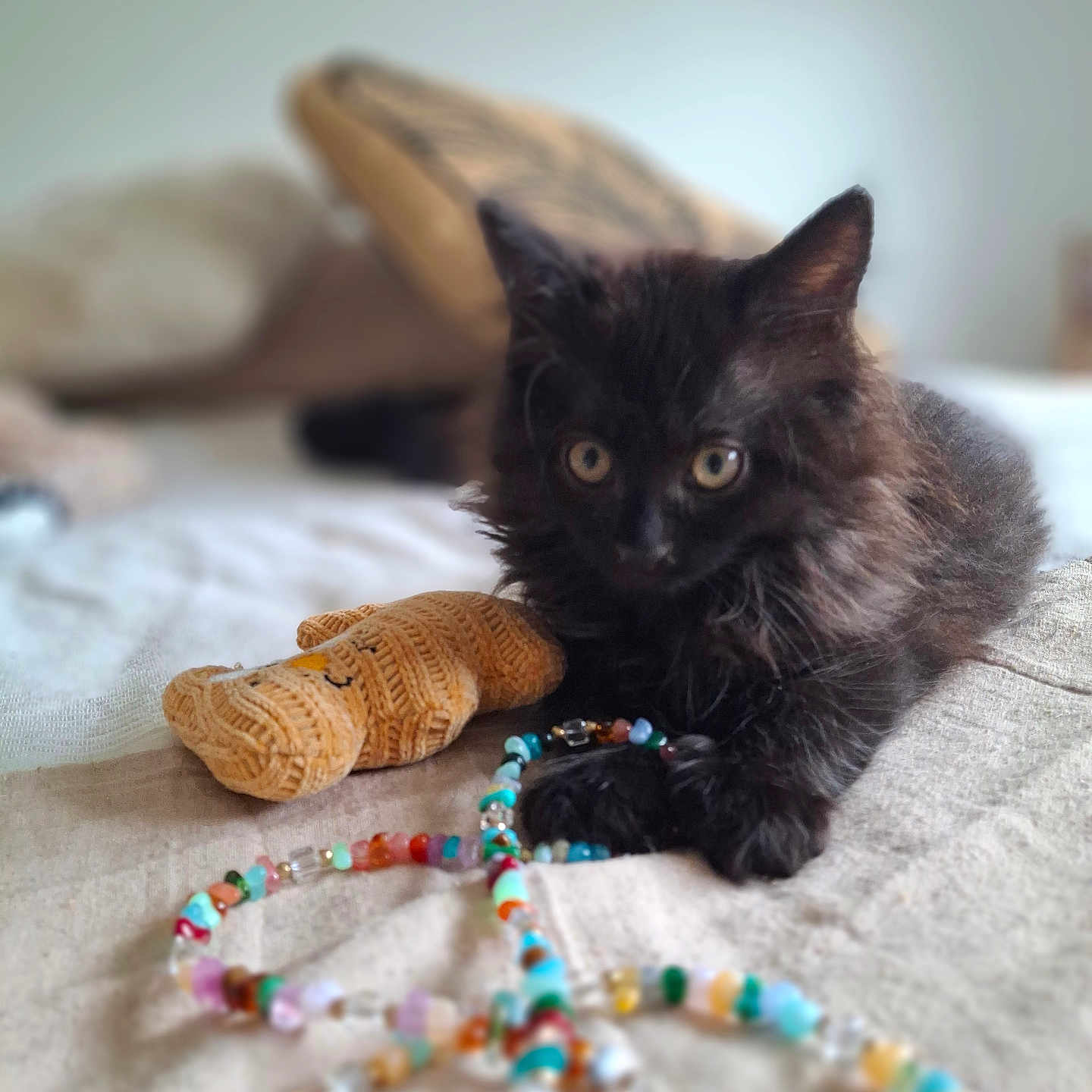 Elio a rejoint le concours — aidez-le/la à gagner de superbes lots ! black_cat, kitten, bed, beaded_necklace, peace_sign, knitted_toy, cozy, indoor, curious, feline, pet, soft_texture, close_up, animal, playful, decor, resting, focus, cute, young_cat