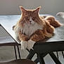 abyssinian, animal, architecture, building, cat, chair, diningroom, diningtable, furniture, hardwood, indoors, interiordesign, kitten, livingroom, manx, pet, plywood, room, table, wood