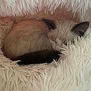 Miu participe au concours pour gagner de l'argent avec cette photo : kitten, cat, sleeping, cozy, fluffy, white, fur, cute, animal, pet, resting, soft, small, curled_up, indoor, closeup, peaceful, nap, mammal, domestic