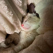 Miu participe au concours pour gagner de l'argent avec cette photo : animal, blanket, cat, closeup, comfort, cozy, cute, fluffy, fur, indoor, mammal, nap, peaceful, pet, pink_nose, relaxation, resting, sleeping, soft, whiskers