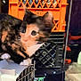 animal, brush, cat, computer, computerhardware, device, electronics, furniture, guitar, hardware, indoors, kitten, laptop, manx, musicalinstrument, pc, pet, speaker, table, tool