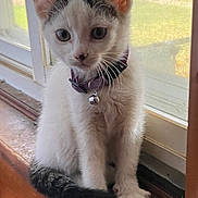 Sissy is registered to the contest to win money with this photo: kitten, cat, pet, windowsill, collar, bell, indoor, feline, curious, young, white_fur, black_fur, whiskers, paws, sitting, window, natural_light, close_up, domestic_animal, cute