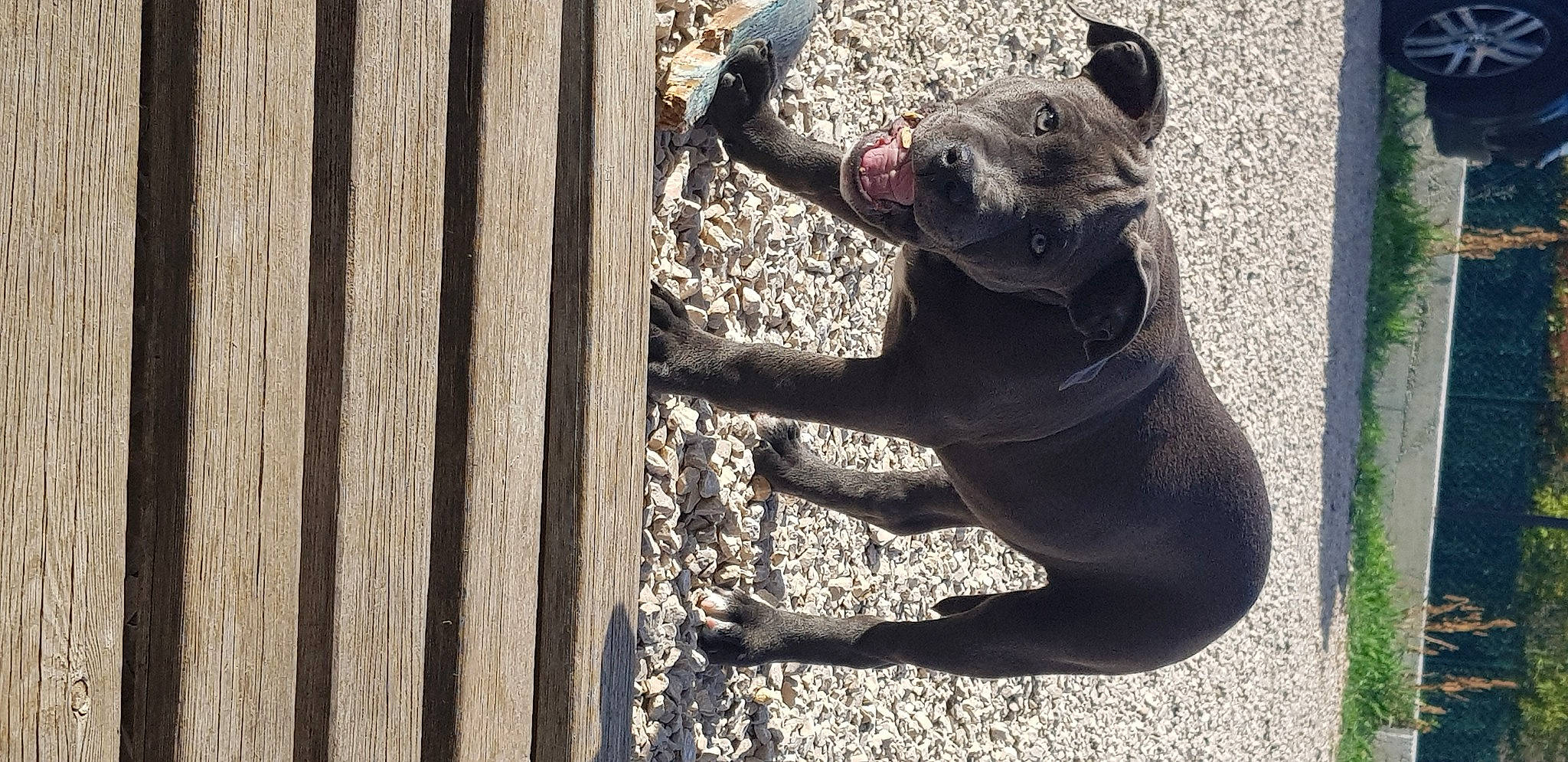 Taya participe au concours pour gagner de l'argent avec cette photo : art, canidae, carnivore, companion_dog, dog, dog_breed, fawn, felidae, human_leg, plant, recreation, shadow, snout, sporting_group, tail, terrestrial_animal, tree, whiskers, wildlife, wood