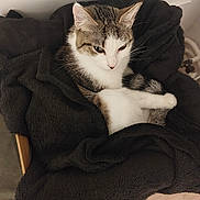 Issis participe au concours pour gagner de l'argent avec cette photo : animal, black_blanket, blanket, cat, comfort, cozy, cute, domestic, ears, feline, fur, indoor, pet, relaxation, resting, soft, tabby, tail, whiskers, white