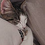 animal, blanket, cat, close_up, comfort, cozy, cute, fur, indoor, nap, paw, peaceful, pet, relaxation, resting, sleeping, soft_texture, tabby, whiskers, white