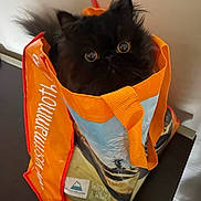 Boba is registered to the contest to win money with this photo: cat, black_cat, shopping_bag, orange, blue, indoor, curious, pet, animal, fur, wide_eyes, container, cute, domestic_cat, table, household, playful, close_up, feline, bag