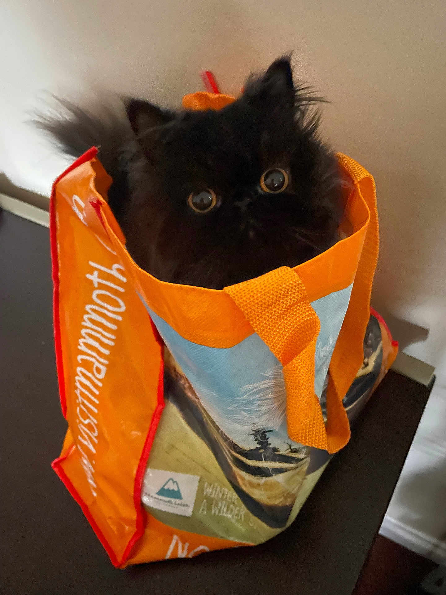 Boba is registered to the contest to win money with this photo: cat, black_cat, shopping_bag, orange, blue, indoor, curious, pet, animal, fur, wide_eyes, container, cute, domestic_cat, table, household, playful, close_up, feline, bag