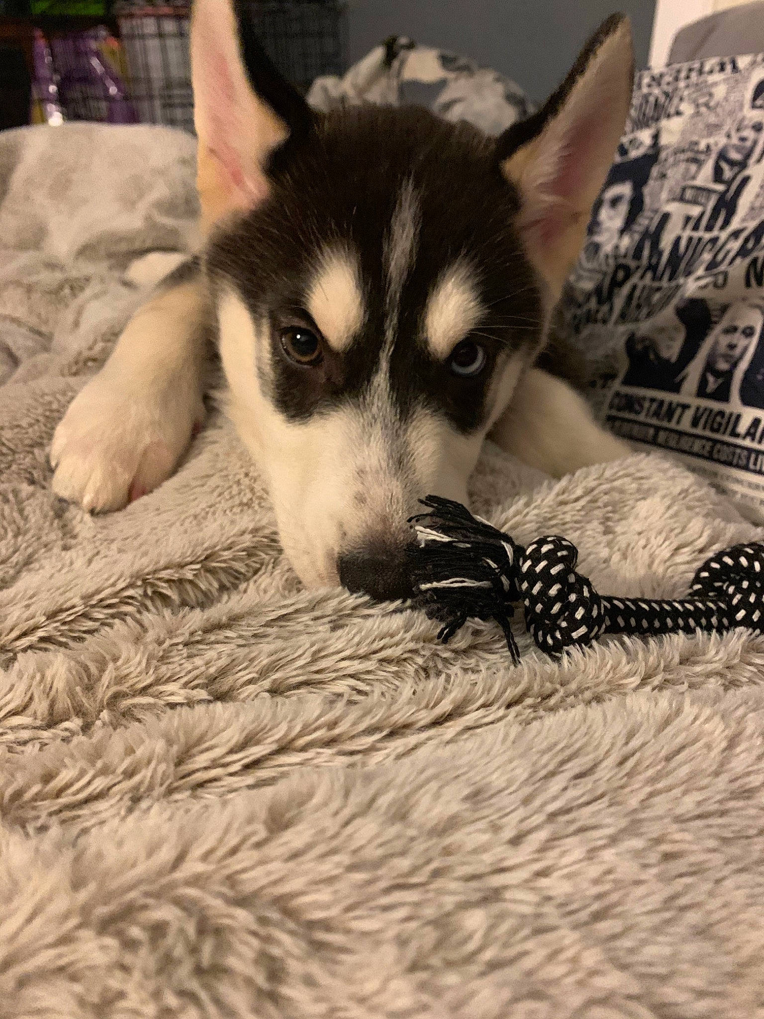 Kingsley is registered to the contest to win money with this photo: alaskan_klee_kai, alaskan_malamute, canidae, carnivore, dog, dog_breed, fur, mammal, miniature_siberian_husky, northern_inuit_dog, nose, puppy, sakhalin_husky, seppala_siberian_sleddog, siberian_husky, sled_dog, snout, vertebrate, wolfdog, working_dog