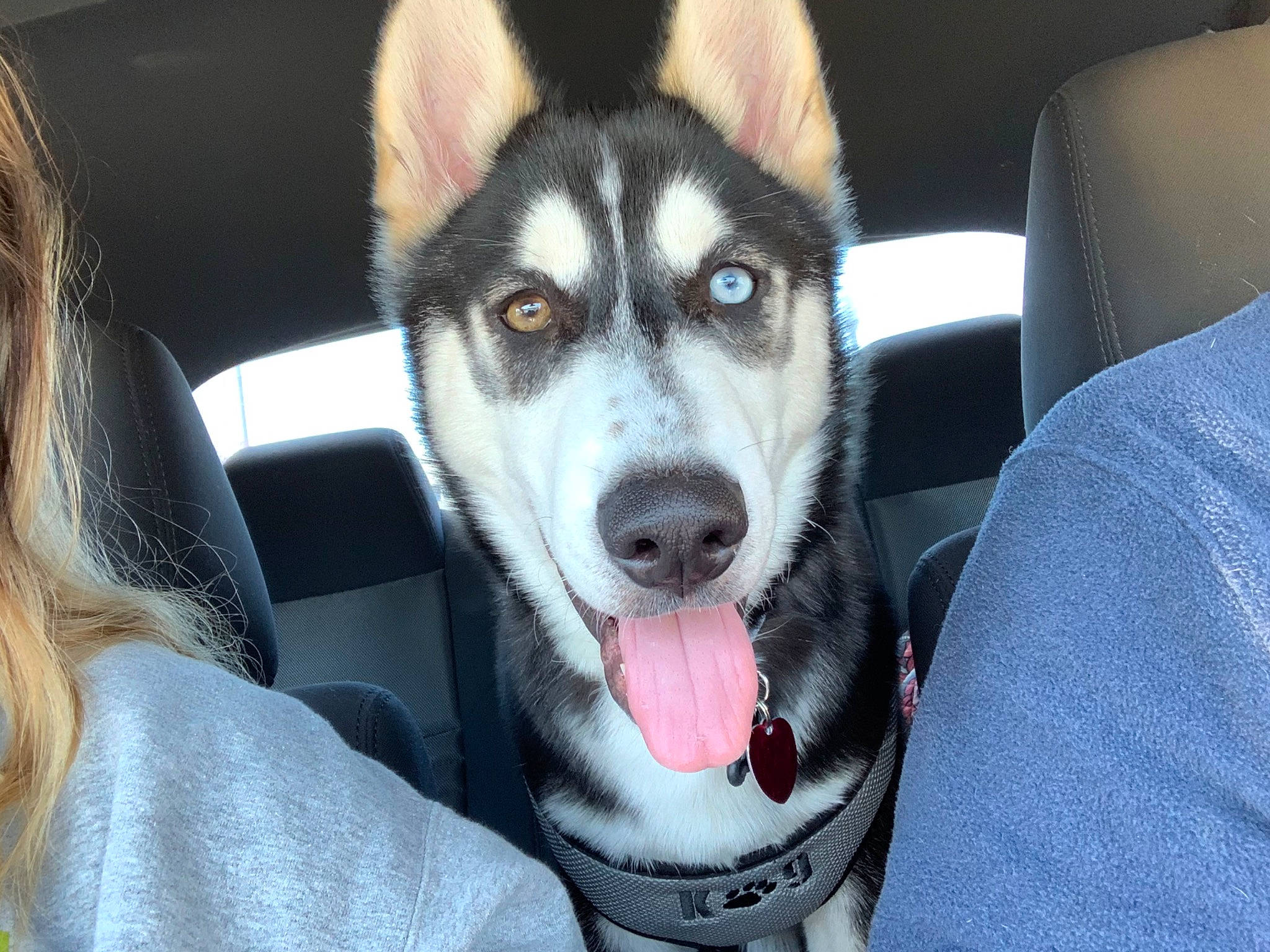 Kingsley is registered to the contest to win money with this photo: alaskan_malamute, canidae, carnivore, dog, dog_breed, jaw, labrador_husky, mammal, miniature_siberian_husky, northern_inuit_dog, nose, sakhalin_husky, seppala_siberian_sleddog, siberian_husky, sled_dog, snout, tamaskan_dog, vertebrate, whiskers, wolfdog