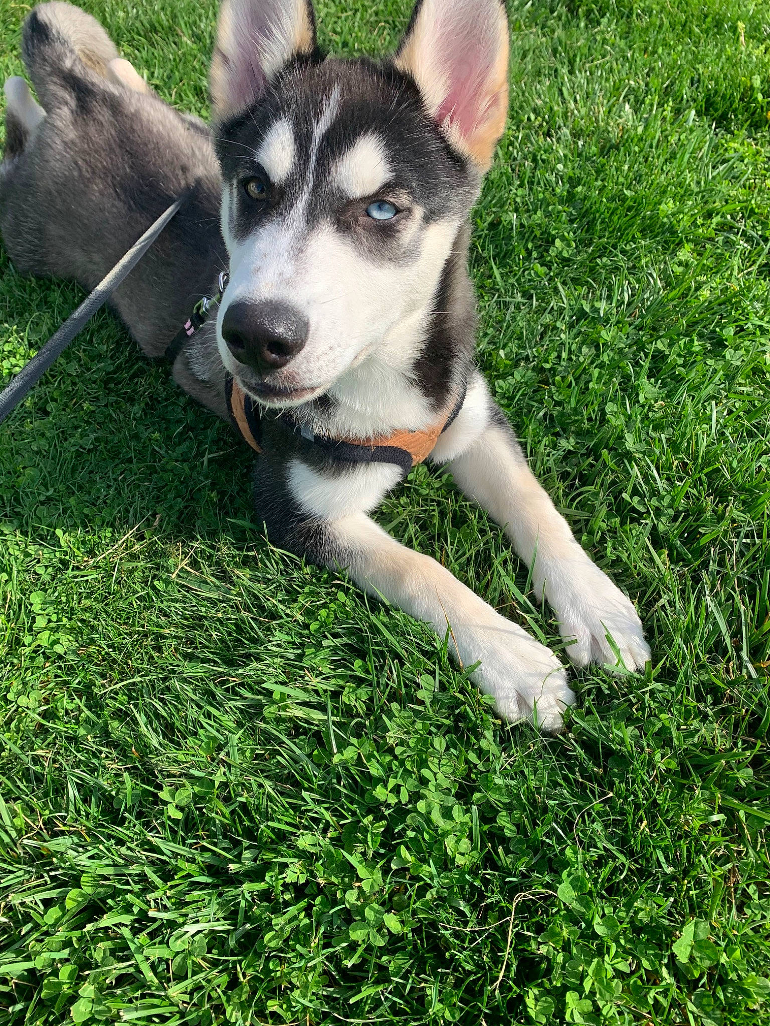 Kingsley joined the competition — help win amazing prizes! alaskan_malamute, canidae, carnivore, dog, dog_breed, grass, jamthund, labrador_husky, mammal, native_american_indian_dog, northern_inuit_dog, puppy, saarloos_wolfdog, seppala_siberian_sleddog, siberian_husky, sled_dog, snout, tamaskan_dog, vertebrate, wolfdog