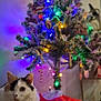background_blur, cat, celebration, christmas_tree, collar, colorful_lights, cozy, curious_expression, decorations, festive, fluffy_fur, holiday_lights, holiday_season, indoor, ornaments, pet, red_cloth, soft_focus, tags, tree_skirt