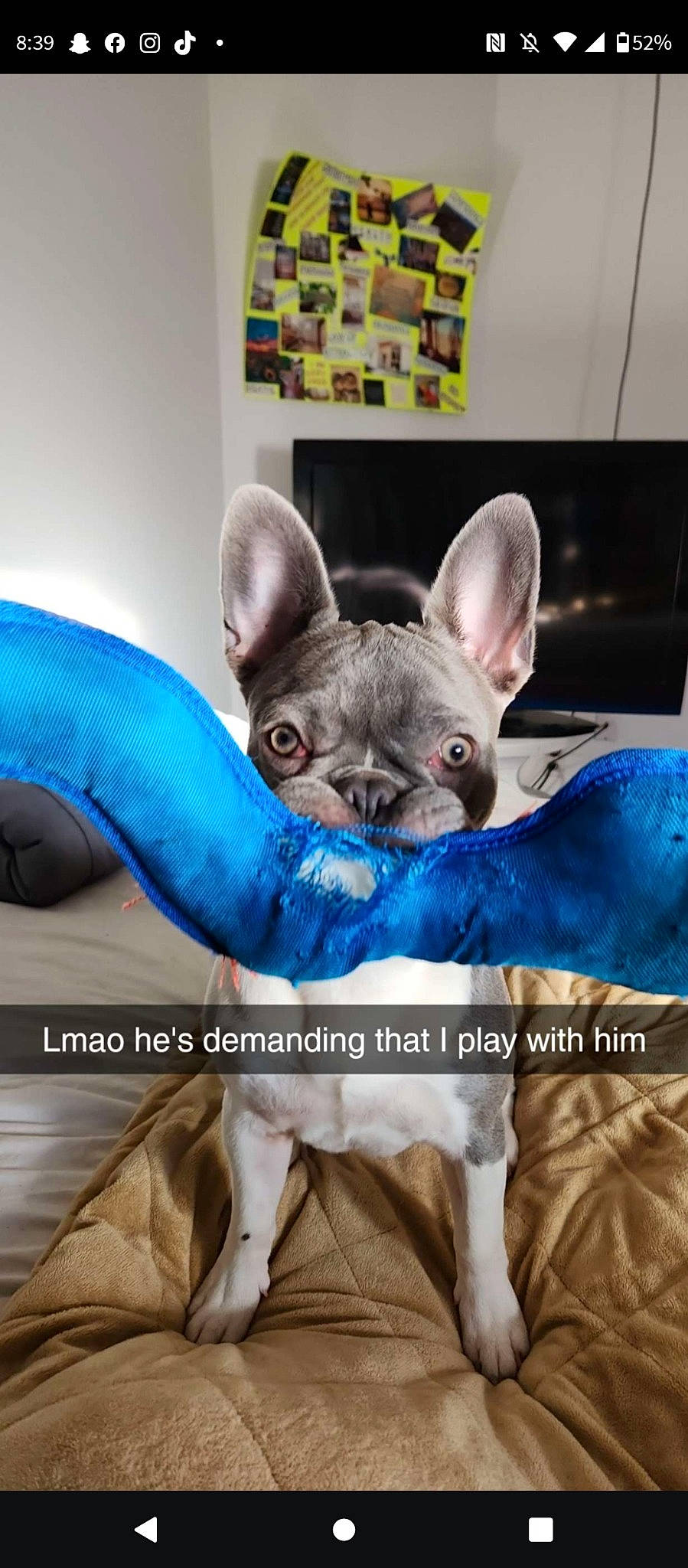 Remy joined the competition — help win amazing prizes! blue, canidae, carnivore, comfort, companion_dog, dog, dog_breed, dog_supply, ear, electric_blue, fawn, felidae, grey, photograph, purple, small_to_medium_sized_cats, snapshot, snout, toy_dog, whiskers