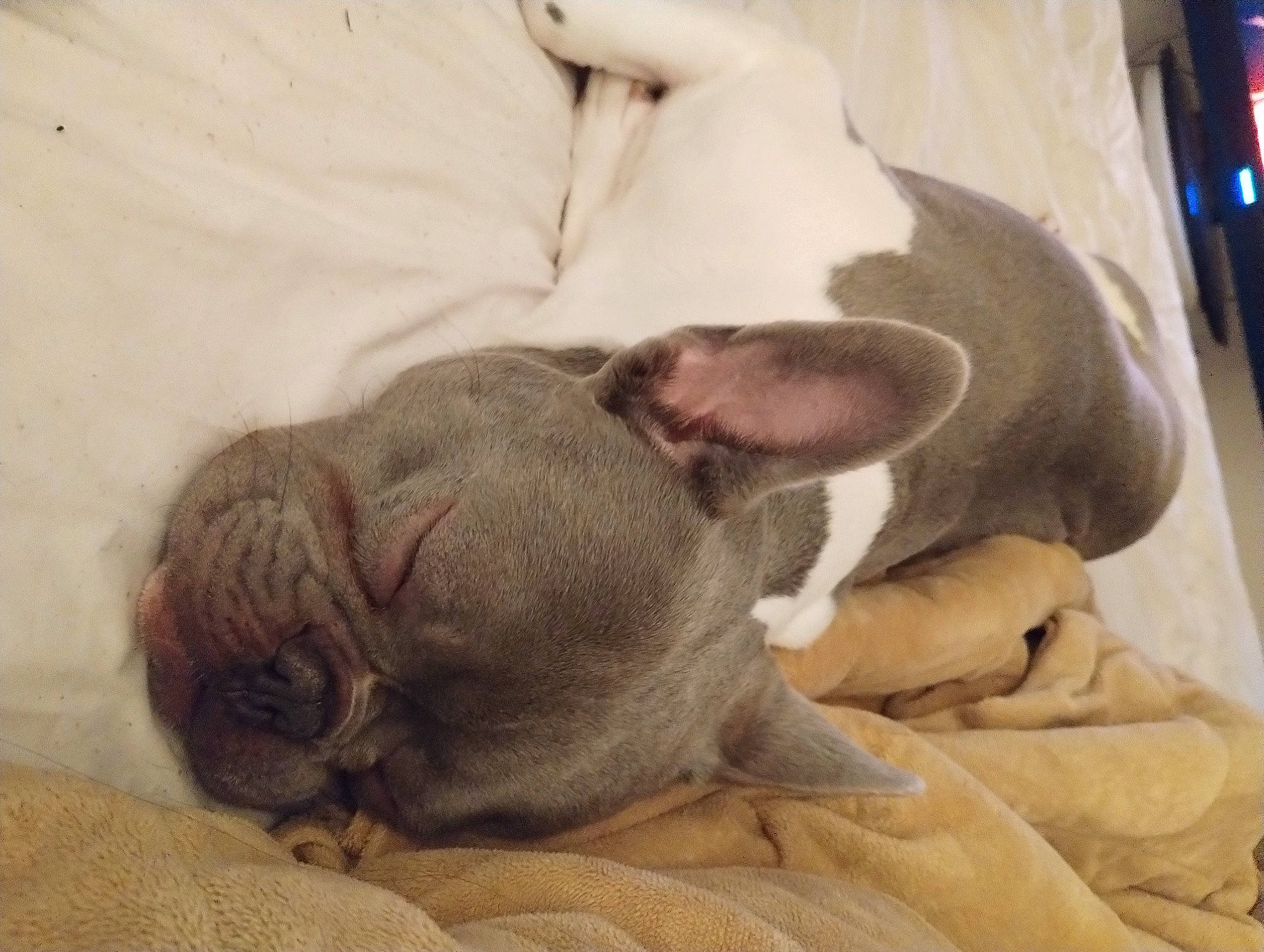 Remy is registered to the contest to win money with this photo: bored, canidae, carnivore, comfort, companion_dog, dog, dog_breed, ear, fawn, fur, grey, liver, mammal, nap, snout, sporting_group, terrestrial_animal, whiskers, working_animal, wrinkle