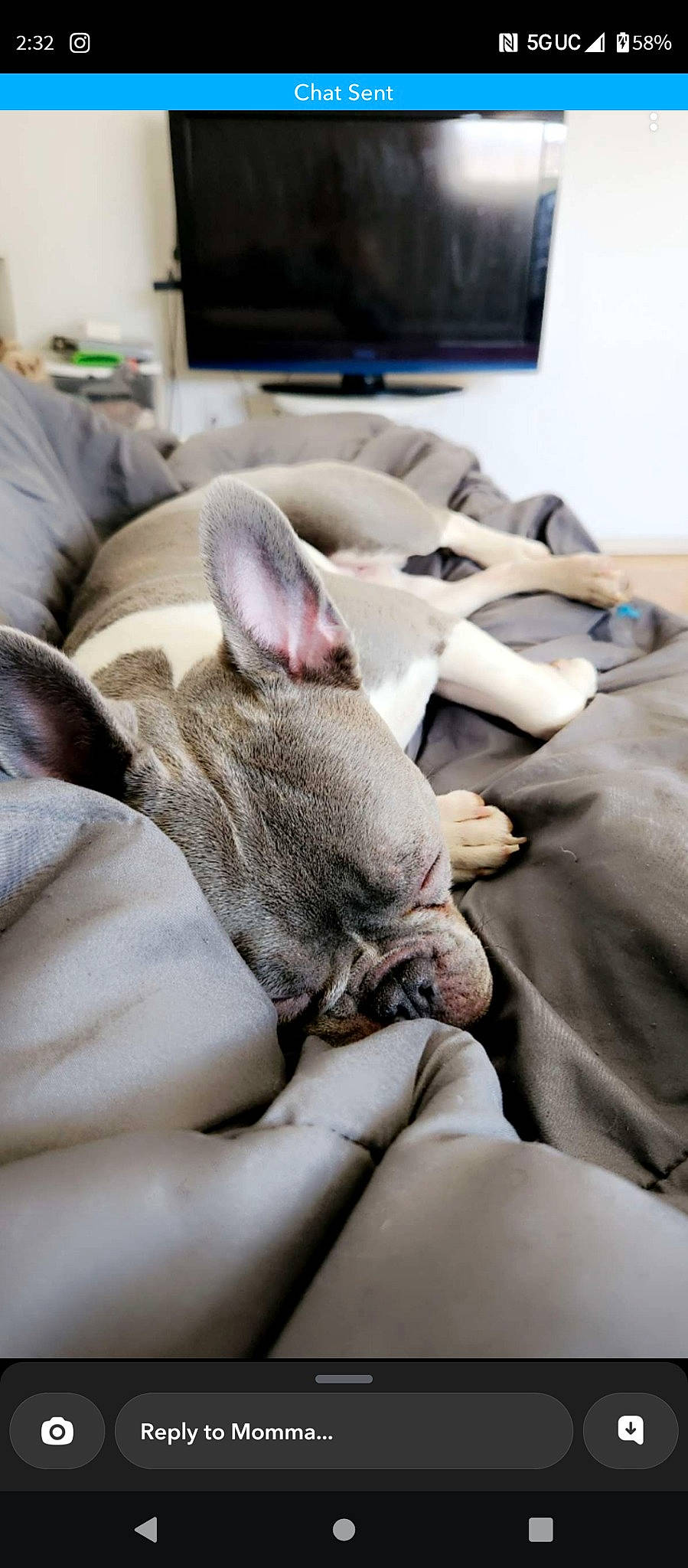 Remy joined the competition — help win amazing prizes! canidae, carnivore, comfort, companion_dog, dog_breed, domestic_short_haired_cat, ear, eye, fawn, felidae, grey, human_leg, linens, paw, picture_frame, small_to_medium_sized_cats, snout, sporting_group, television, whiskers