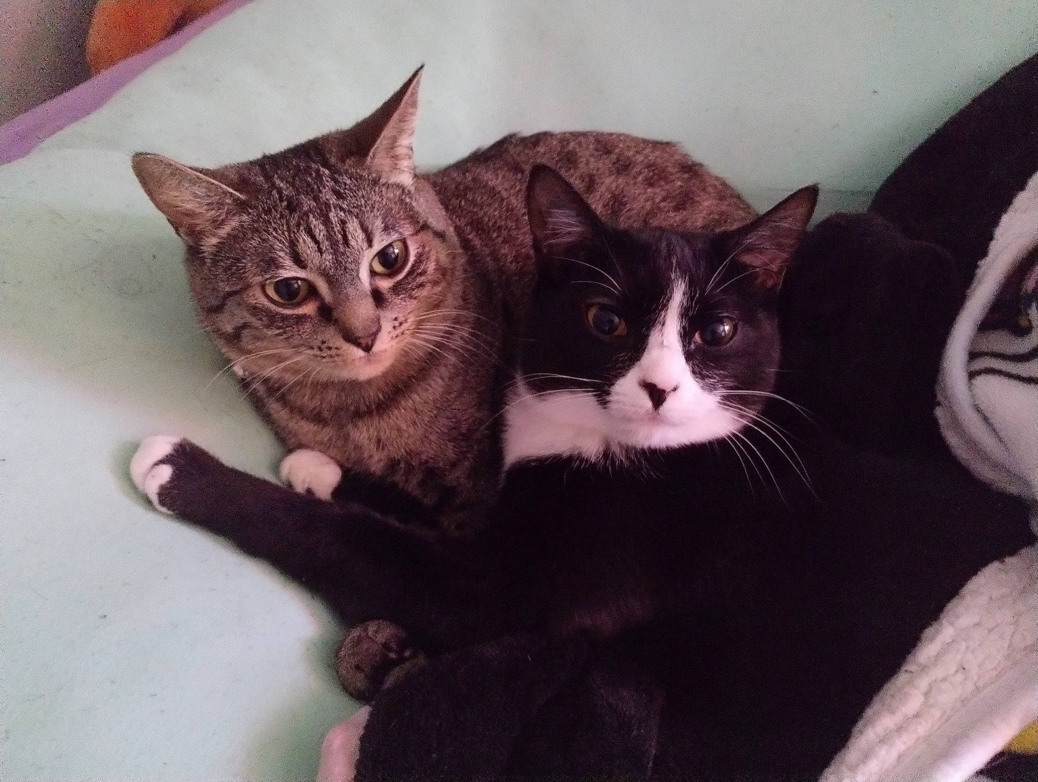 Emerald is registered to the contest to win money with this photo: carnivore, cat, claw, comfort, domestic_short_haired_cat, felidae, fur, gesture, grey, mammal, monochrome_photography, paw, sitting, small_to_medium_sized_cats, snout, tail, tree, vertebrate, whiskers, window