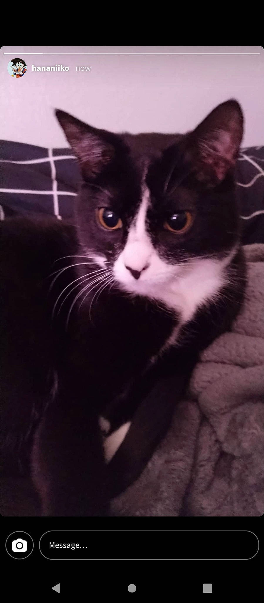 Emerald is registered to the contest to win money with this photo: carnivore, cat, comfort, domestic_short_haired_cat, eye, felidae, fur, hair, head, human_body, iris, leg, monochrome_photography, small_to_medium_sized_cats, snout, tail, terrestrial_animal, tints_and_shades, whiskers, window