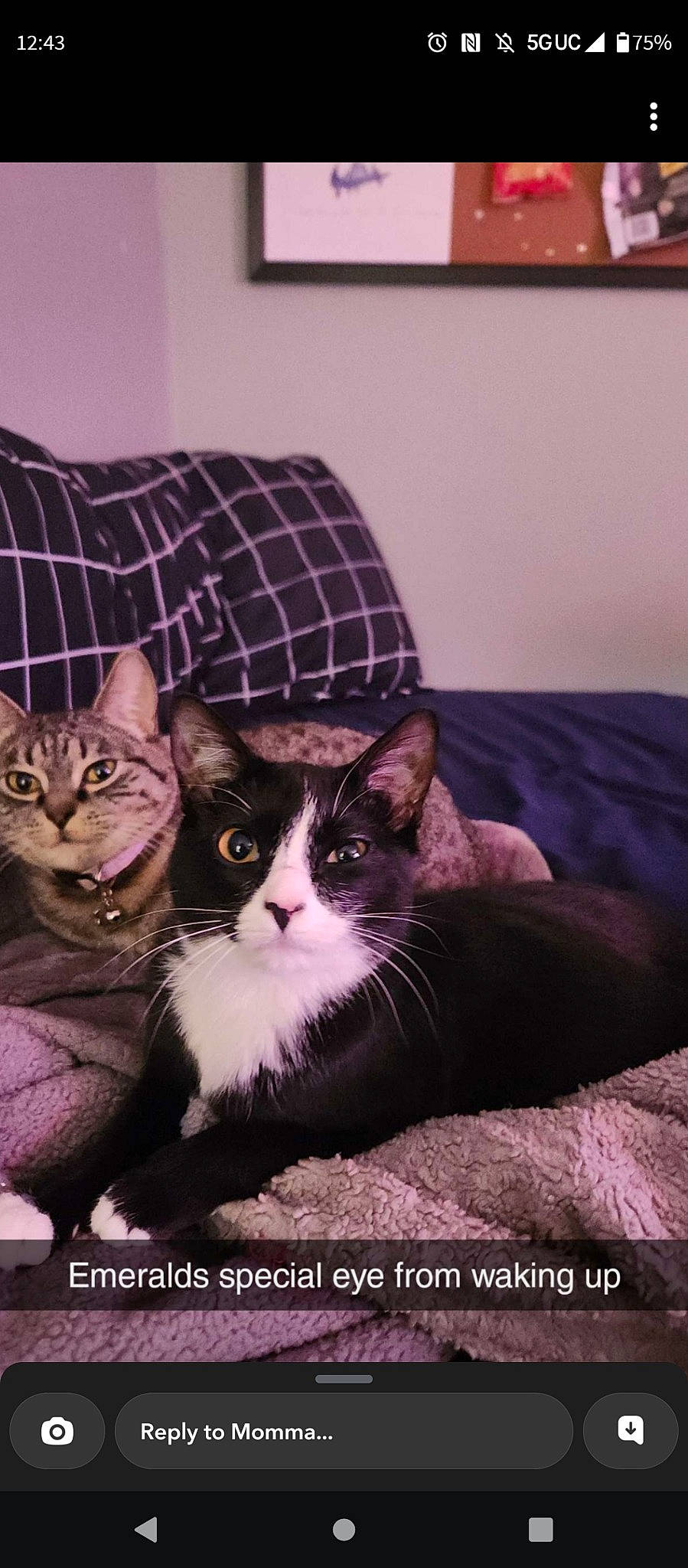 Emerald joined the competition — help win amazing prizes! carnivore, cat, cat_supply, comfort, couch, domestic_short_haired_cat, door, felidae, formal_wear, fur, paw, pet_supply, photo_caption, room, sitting, small_to_medium_sized_cats, snout, tail, whiskers, window