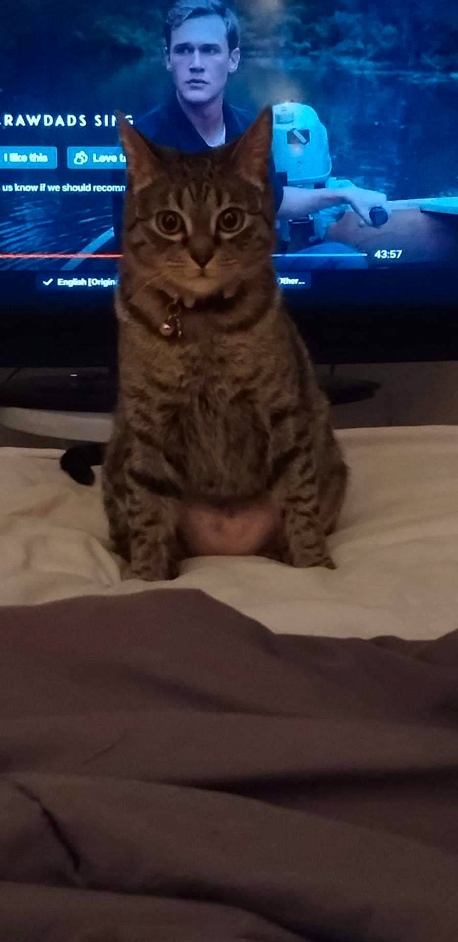 Ciel joined the competition — help win amazing prizes! carnivore, cat, comfort, couch, display_device, domestic_short_haired_cat, electronic_device, felidae, fur, led_backlit_lcd_display, linens, paw, sitting, sky, small_to_medium_sized_cats, snout, tail, television, tree, whiskers