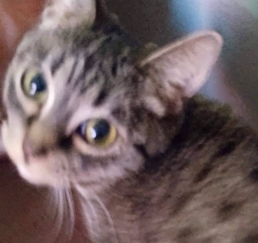 Ciel is registered to the contest to win money with this photo: carnivore, cat, domestic_short_haired_cat, ear, eye, felidae, fur, sky, small_to_medium_sized_cats, snout, terrestrial_animal, whiskers