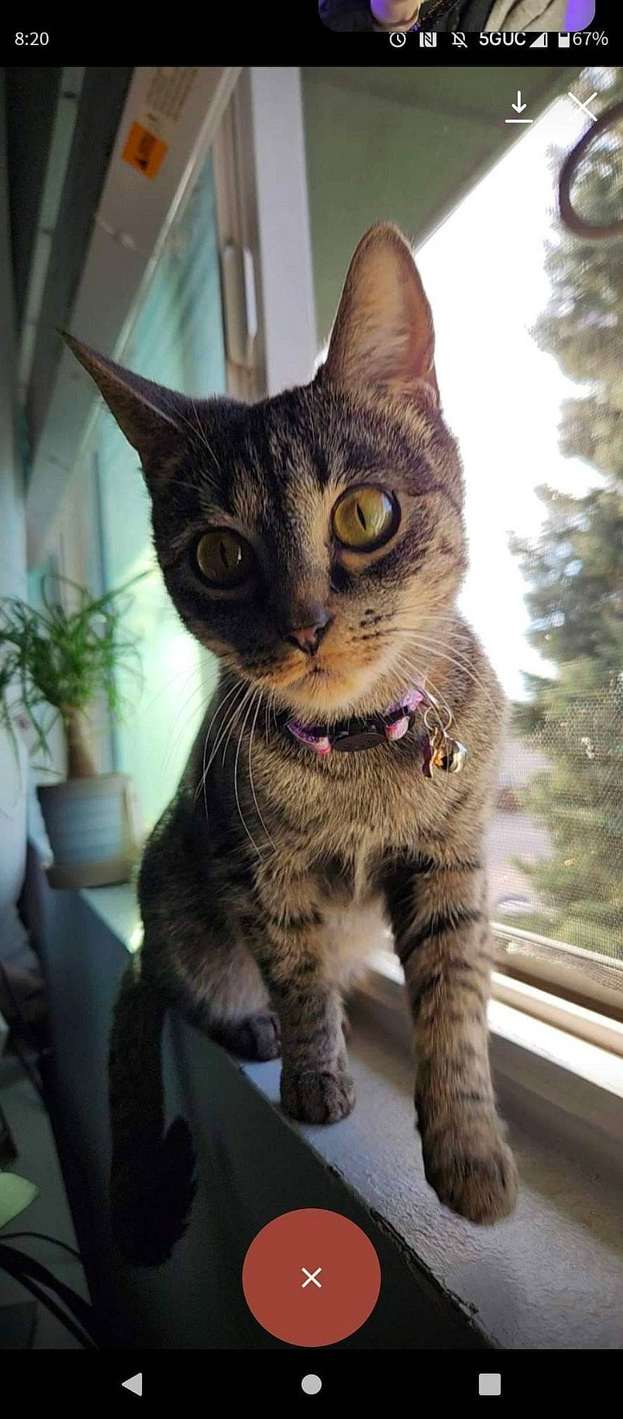 Ciel is registered to the contest to win money with this photo: carnivore, cat, claw, domestic_short_haired_cat, fawn, felidae, flowerpot, fur, grass, houseplant, paw, plant, small_to_medium_sized_cats, snout, tail, terrestrial_animal, tree, whiskers, wildlife, window