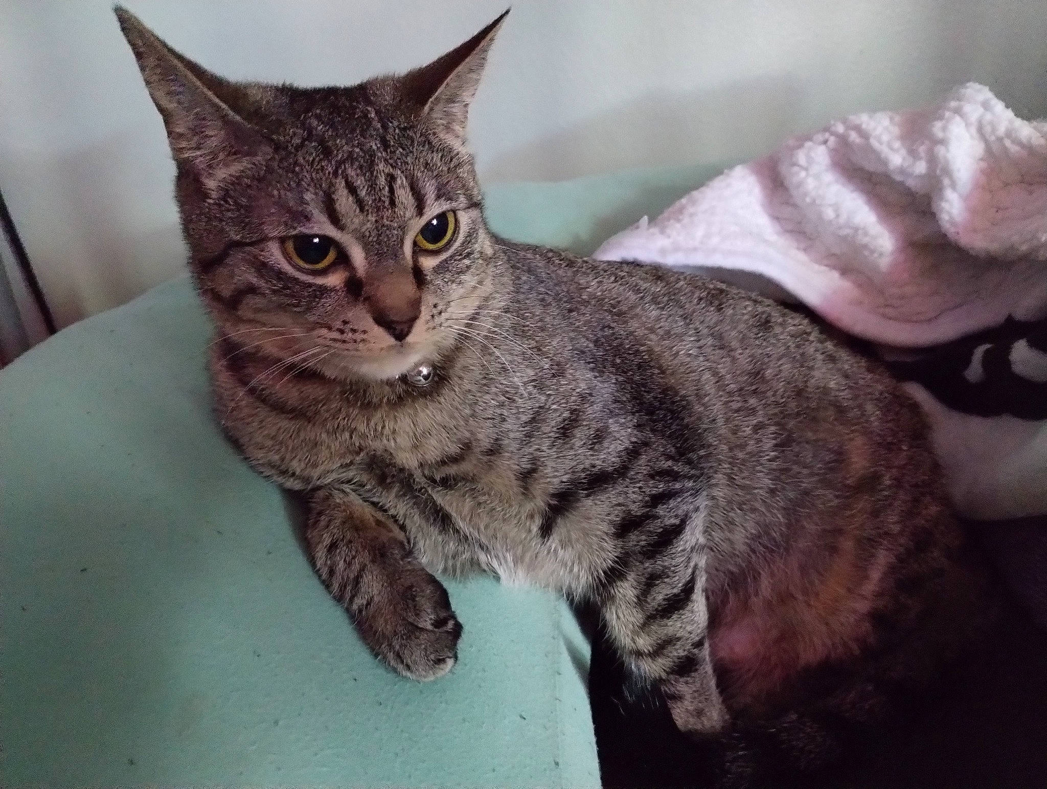 Ciel is registered to the contest to win money with this photo: carnivore, cat, claw, domestic_short_haired_cat, ear, felidae, fur, paw, small_to_medium_sized_cats, terrestrial_animal, whiskers