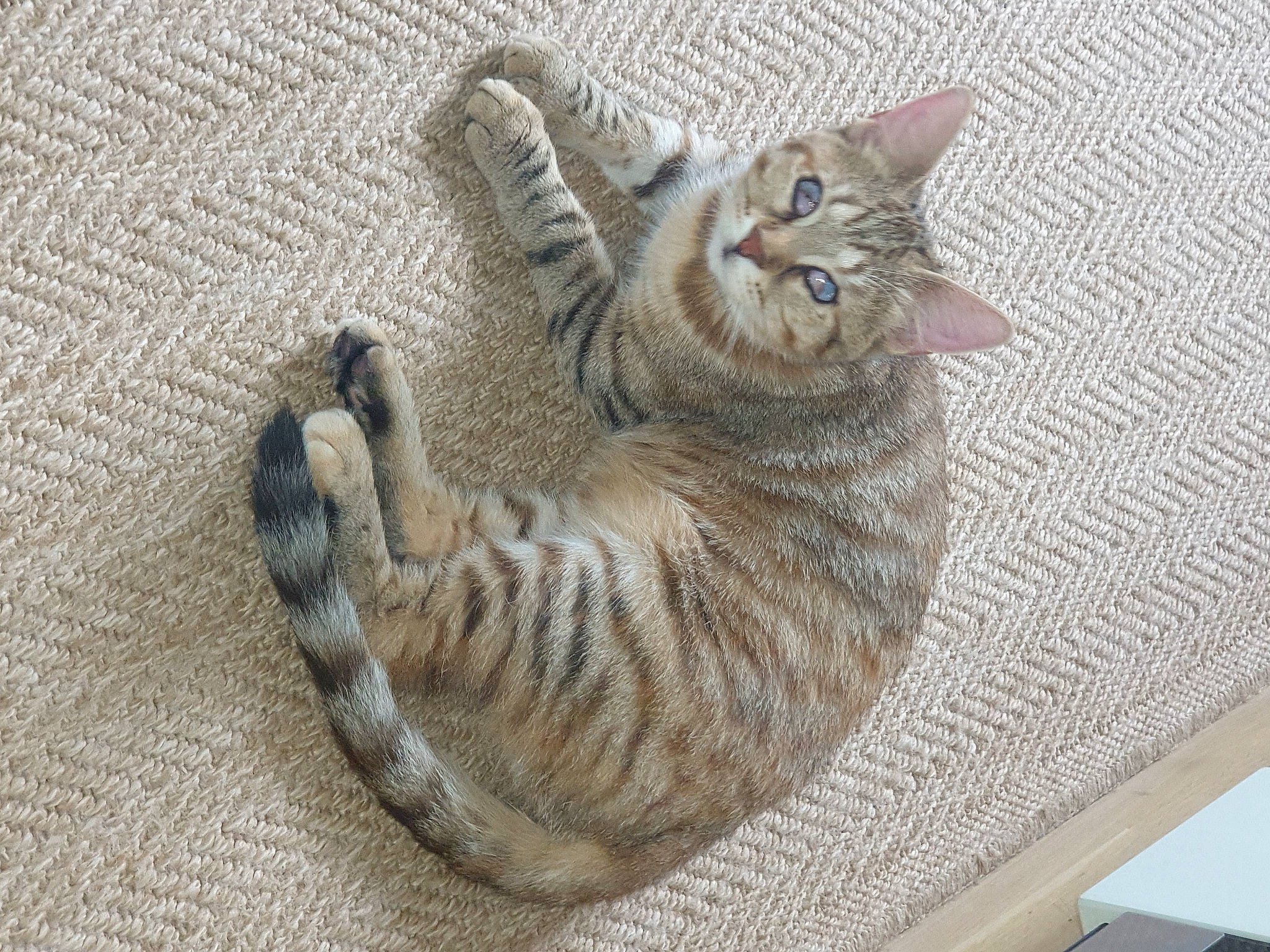 Nala