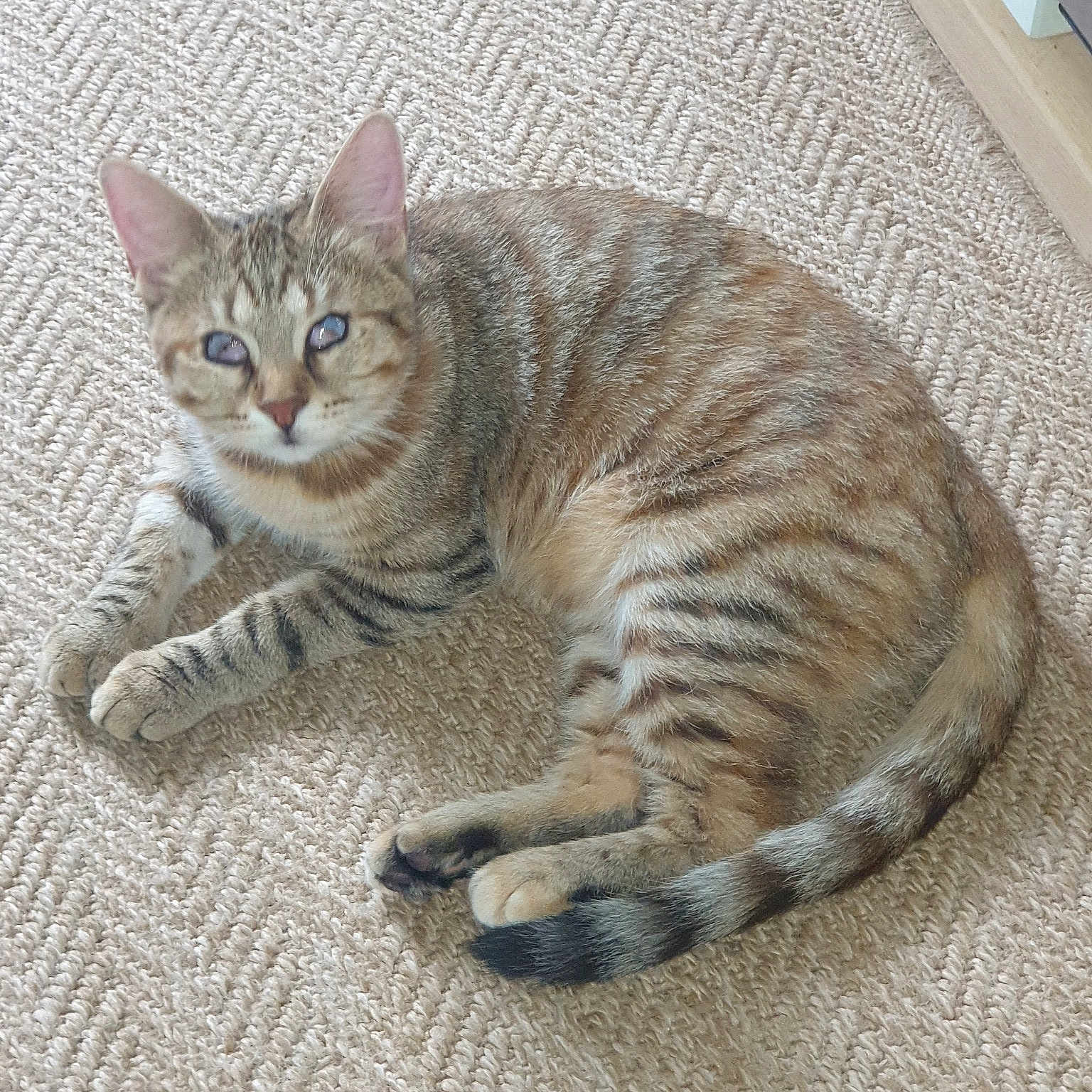 Nala