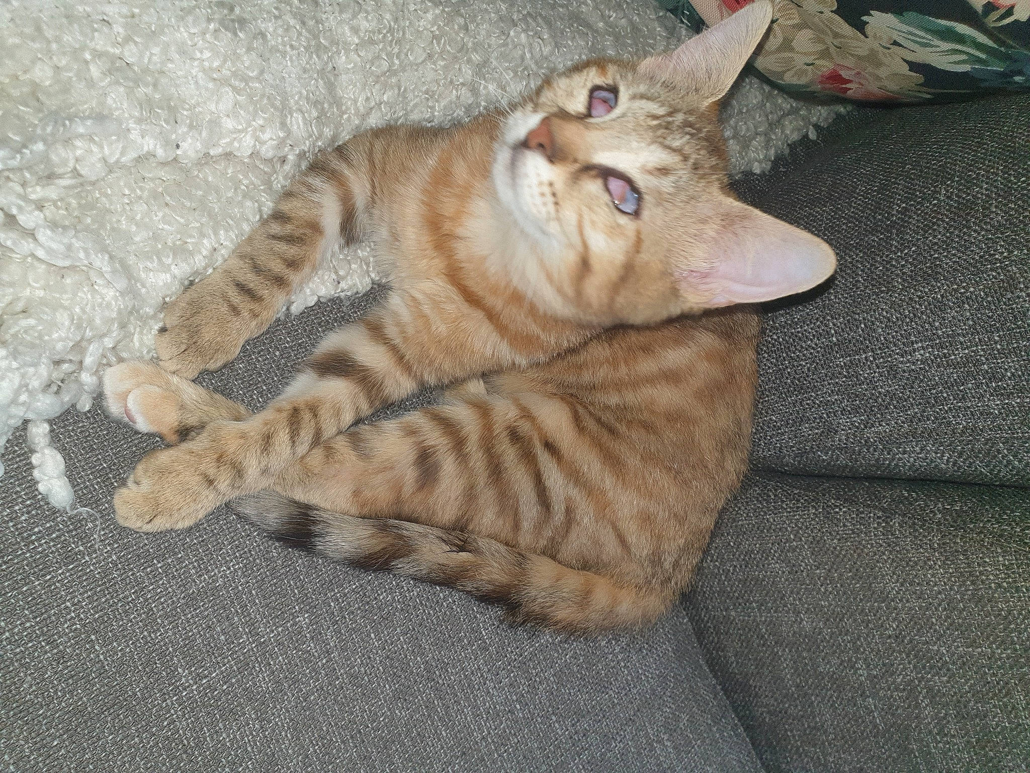 Nala a rejoint le concours — aidez-le/la à gagner de superbes lots ! carnivore, cat, claw, comfort, domestic_short_haired_cat, fawn, felidae, foot, fur, nap, paw, small_to_medium_sized_cats, snout, tail, terrestrial_animal, whiskers, wood