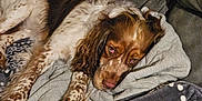 Saga is registered to the contest to win money with this photo: dog, couch, blanket, resting, sleepy, brown, white, fur, pet, indoor, cozy, relaxed, comfort, animal, laying, home, soft, pattern, paw, ears