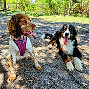 Saga joined the competition — help win amazing prizes! dog, outdoor, sunlight, grass, tree, shadow, happy, tongue_out, brown, black, white, sitting, lying_down, harness, fur, pet, nature, playful, canine, park