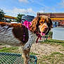 dog, outdoor, pet, animal, brown_and_white, bandana, harness, picnic_table, grass, dirt, sky, clouds, car, parking_lot, fence, building, daylight, tongue_out, close_up, side_view