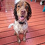 dog, wet, muddy, deck, wooden_floor, outdoor, pet, canine, happy, sitting, brown, white, collar, tongue_out, fur, ears, animal, playful, looking_up, smiling