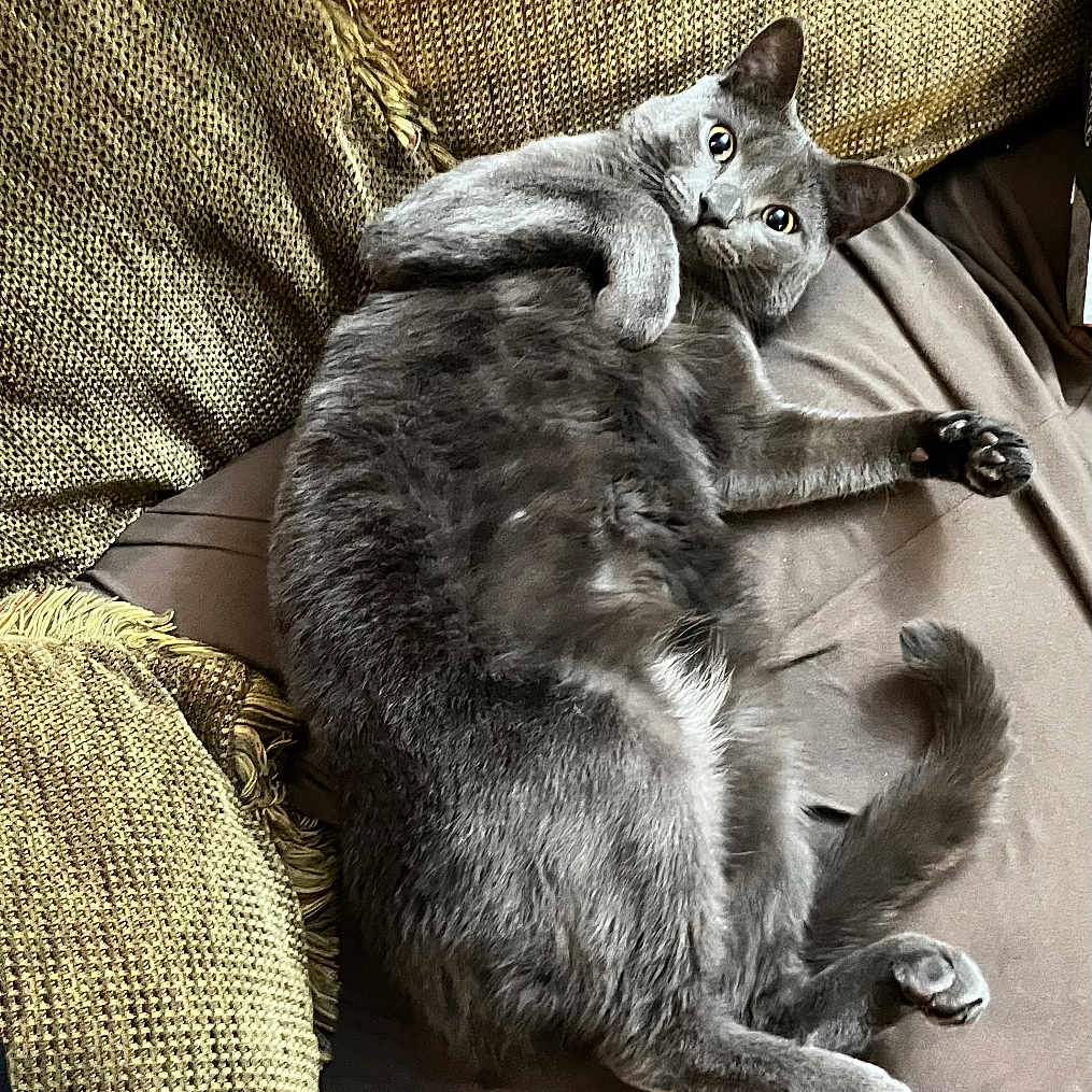 Milo is registered to the contest to win money with this photo: abyssinian, animal, architecture, armchair, building, cat, chair, clothing, couch, cushion, furniture, glove, homedecor, indoors, kitten, livingroom, manx, person, pet, room