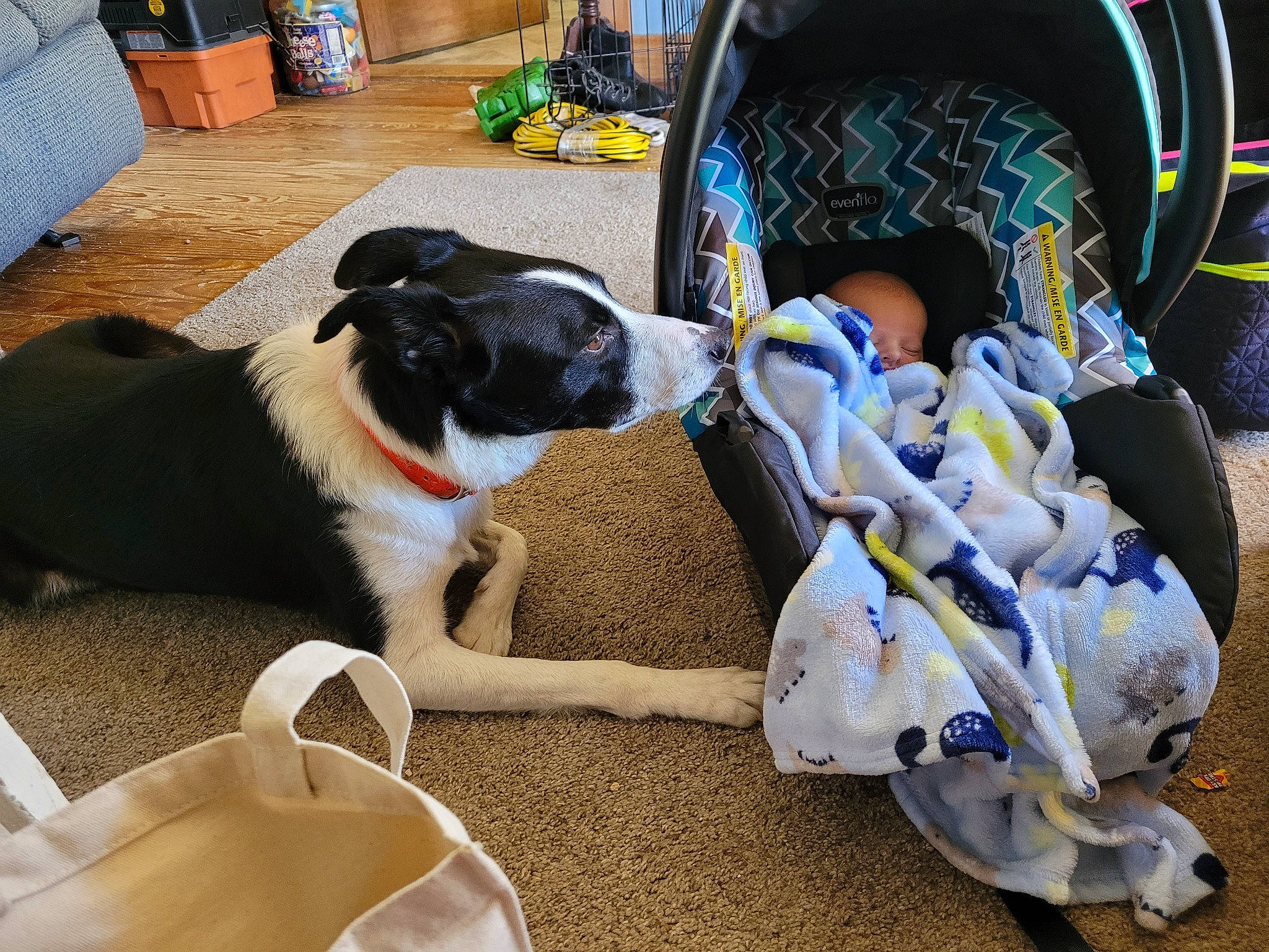 Jesse is registered to the contest to win money with this photo: boston_terrier, carmine, carnivore, collar, comfort, companion_dog, dog, dog_breed, dog_collar, dog_supply, flooring, hardwood, living_room, non_sporting_group, sporting_group, toy_dog, working_animal