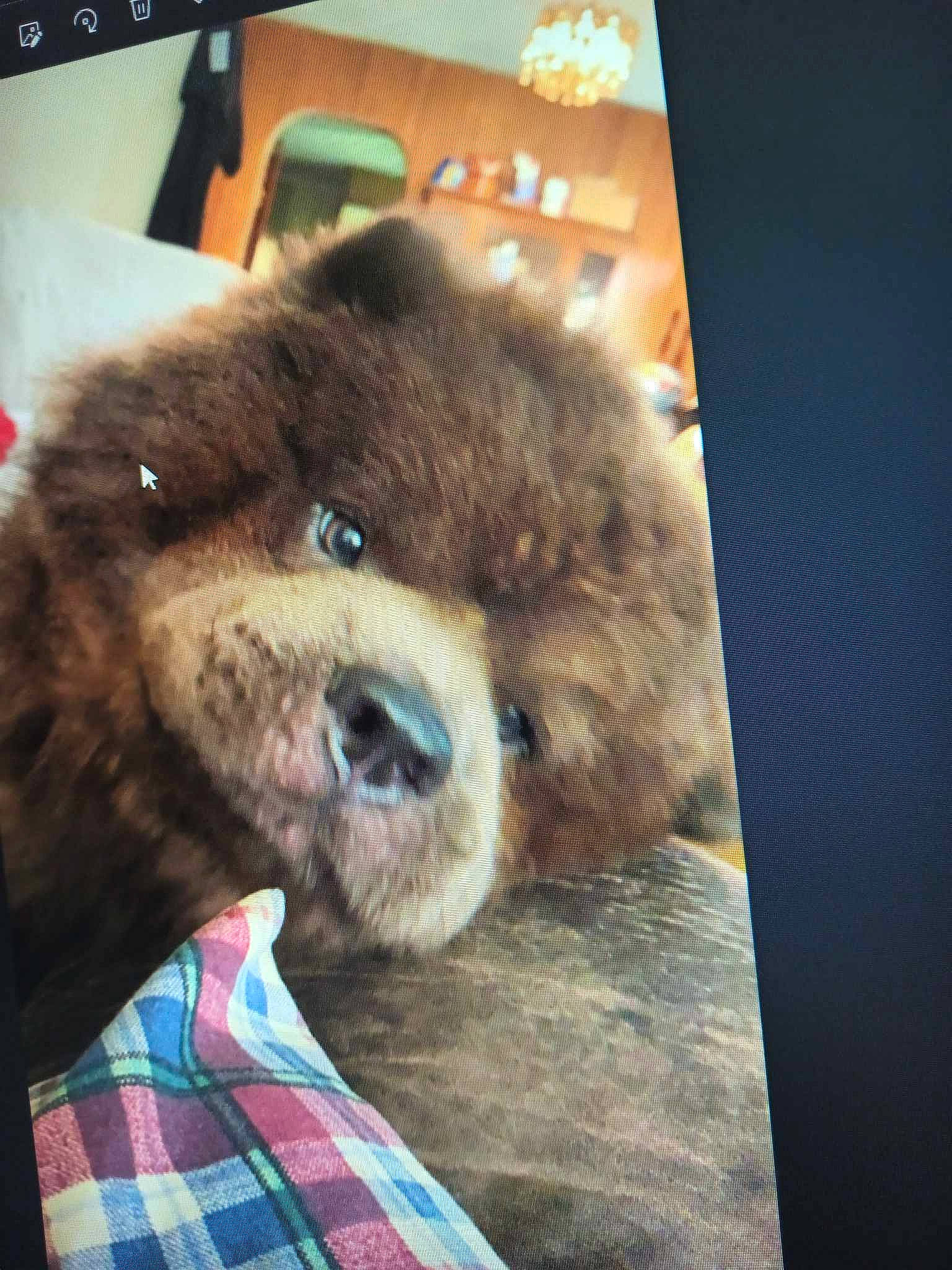 Bubba joined the competition — help win amazing prizes! bear, brown_bear, companion_dog, fur, liver, pattern, peripheral, plaid, plush, snout, stuffed_toy, tartan, terrestrial_animal, toy, visual_arts, working_animal