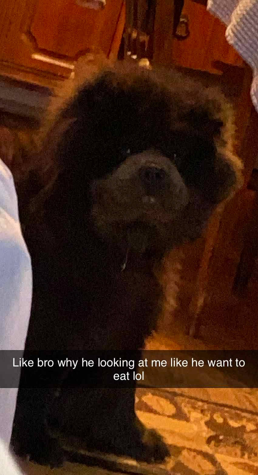 Bubba is registered to the contest to win money with this photo: art, canidae, carnivore, companion_dog, dog, dog_breed, font, fur, liver, non_sporting_group, photo_caption, snout, sporting_group, terrestrial_animal, toy_dog, visual_arts, working_animal