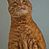 cat, ginger_cat, feline, pet, fur, whiskers, ears, closeup, portrait, animal, looking_up, orange, indoor, curious, domestic_cat, mammal, cute, soft_light, texture, background