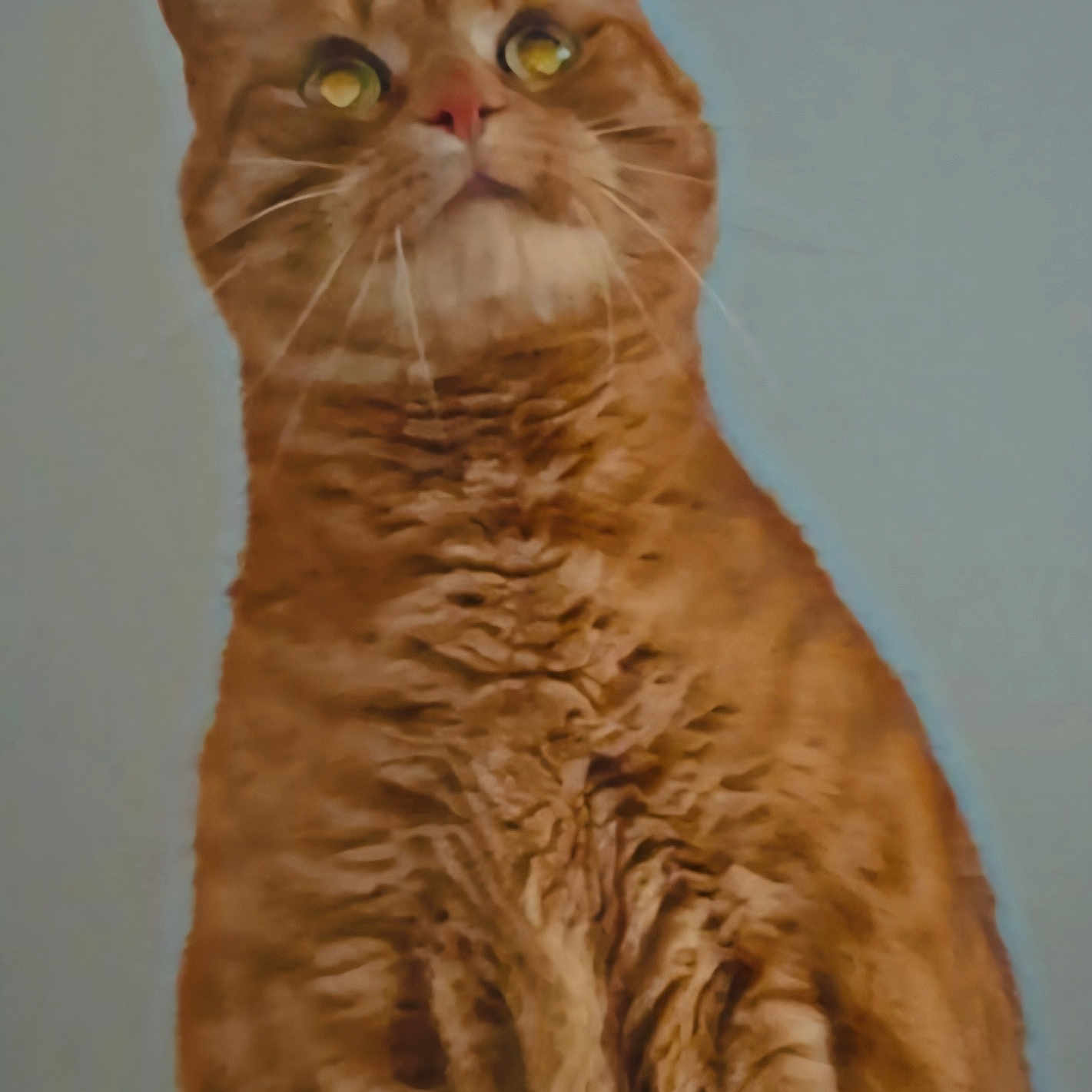 Chewee a rejoint le concours — aidez-le/la à gagner de superbes lots ! cat, ginger_cat, feline, pet, fur, whiskers, ears, closeup, portrait, animal, looking_up, orange, indoor, curious, domestic_cat, mammal, cute, soft_light, texture, background