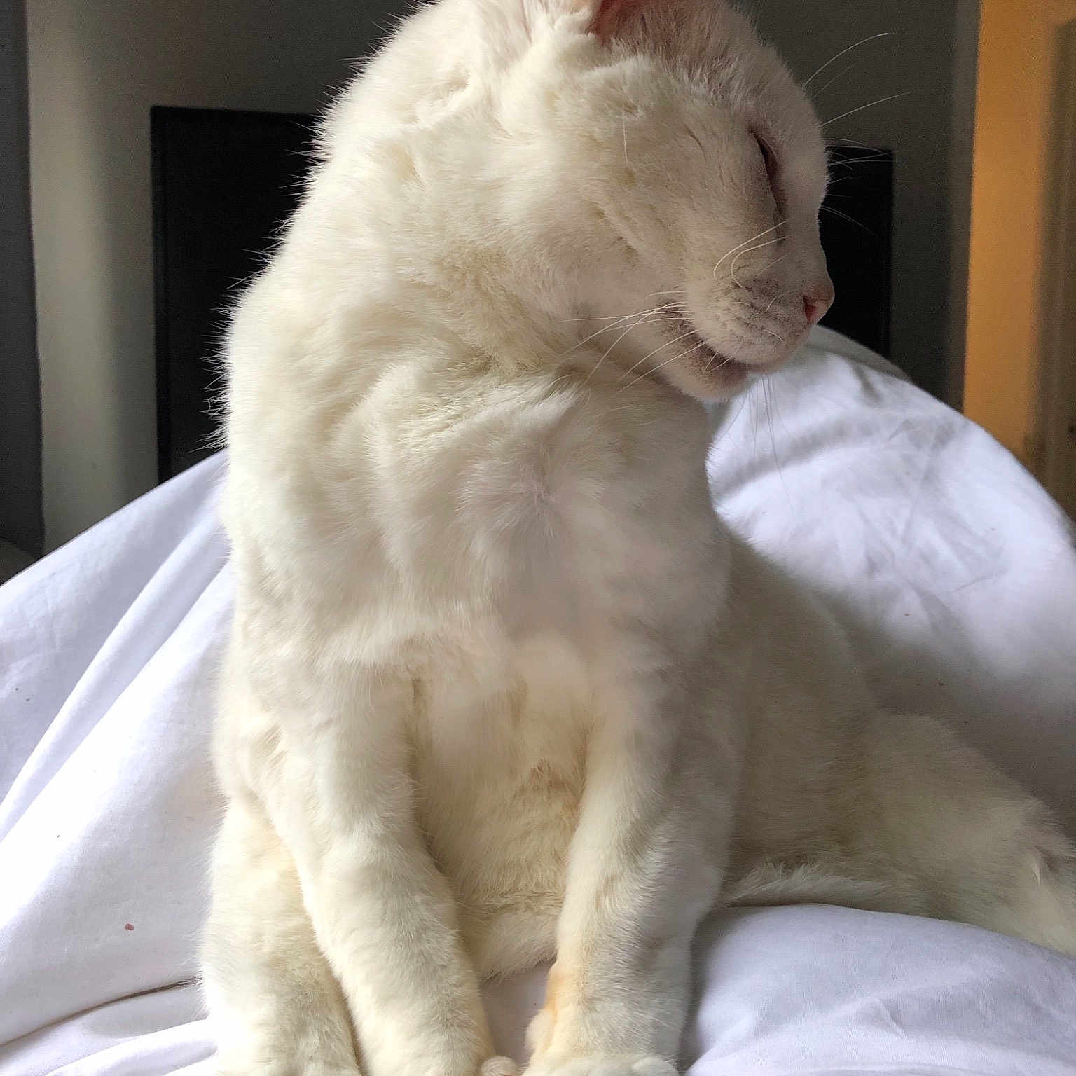 Wolfey joined the competition — help win amazing prizes! burmilla, carnivoran, cat, cat_like_mammal, domestic_short_haired_cat, ear, eye, fur, kitten, paw, skin, small_to_medium_sized_cats, snout, turkish_angora, whiskers