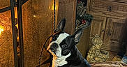 Birdie joined the competition — help win amazing prizes! basket, black_and_white, blanket, boston_terrier, cozy, decor, dog, fireplace, floor, furniture, home, indoor, pet, screen, sitting, statue, toy, warm_lighting, window, wooden_cabinet