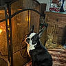 basket, black_and_white, blanket, boston_terrier, cozy, decor, dog, fireplace, floor, furniture, home, indoor, pet, screen, sitting, statue, toy, warm_lighting, window, wooden_cabinet
