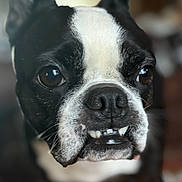 Birdie joined the competition — help win amazing prizes! animal, black_and_white, blurred_background, boston_terrier, canine, close_up, cute, dog, domestic_animal, ears, expression, face, fur, indoor, looking, pet, portrait, snout, teeth, whiskers