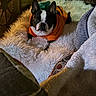 Birdie is registered to the contest to win money with this photo: animal, blanket, boston_terrier, brown, costume, cozy, cute, dog, fluffy, furniture, indoor, living_room, orange, pet, portrait, pumpkin_outfit, relaxing, resting, rug, small_dog