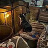 Birdie is registered to the contest to win money with this photo: basket, black_and_white, blanket, couch, cozy, decor, dog, fire_screen, fireplace, furniture, home, indoor, lamp, living_room, pet, relaxing, rug, sitting, warm_light, wooden_cabinet