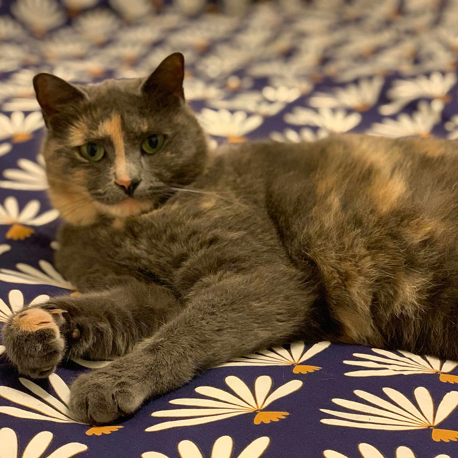 Mignonne